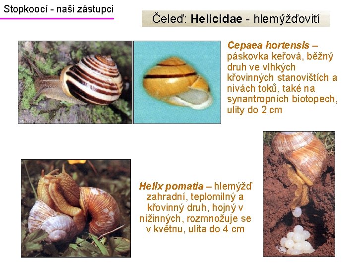 Stopkoocí - naši zástupci Čeleď: Helicidae - hlemýžďovití Cepaea hortensis – páskovka keřová, běžný