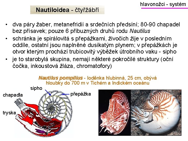 Nautiloidea - čtyřžábří hlavonožci - systém • dva páry žaber, metanefridií a srdečních předsíní;