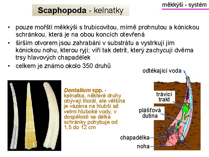 měkkýši - systém Scaphopoda - kelnatky • pouze mořští měkkýši s trubicovitou, mírně prohnutou