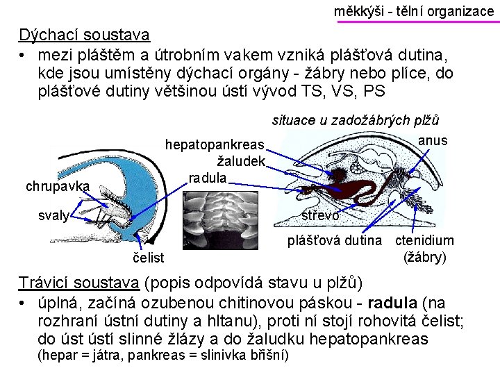 měkkýši - tělní organizace Dýchací soustava • mezi pláštěm a útrobním vakem vzniká plášťová