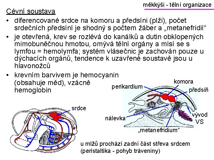 měkkýši - tělní organizace Cévní soustava • diferencované srdce na komoru a předsíni (plži),