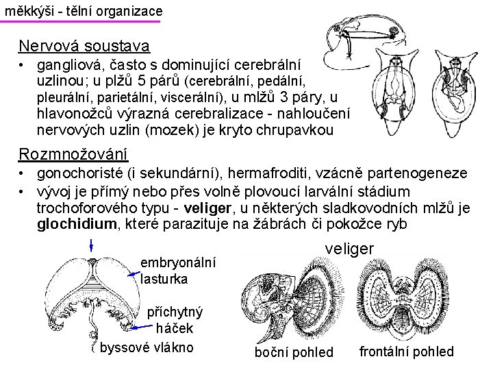 měkkýši - tělní organizace Nervová soustava • gangliová, často s dominující cerebrální uzlinou; u