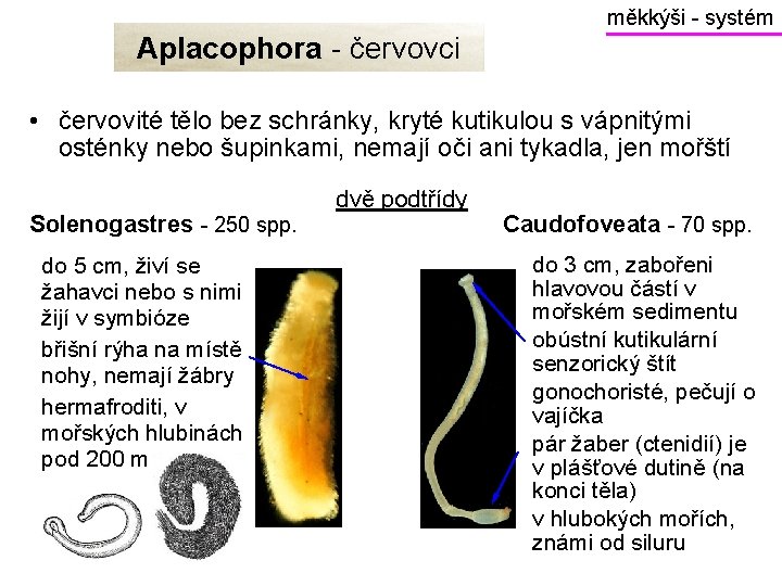 měkkýši - systém Aplacophora - červovci • červovité tělo bez schránky, kryté kutikulou s