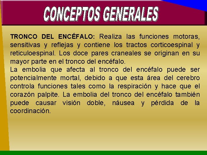 TRONCO DEL ENCÉFALO: Realiza las funciones motoras, sensitivas y reflejas y contiene los tractos