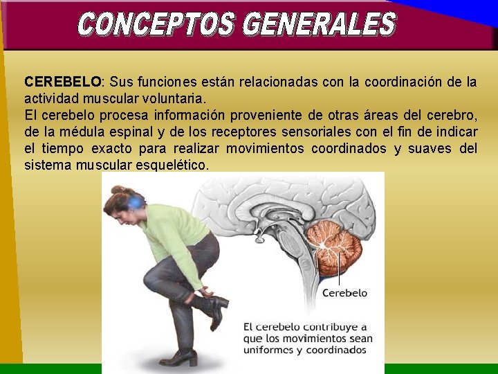 CEREBELO: Sus funciones están relacionadas con la coordinación de la actividad muscular voluntaria. El