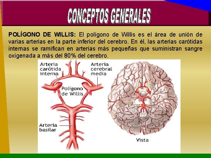 POLÍGONO DE WILLIS: El polígono de Willis es el área de unión de varias