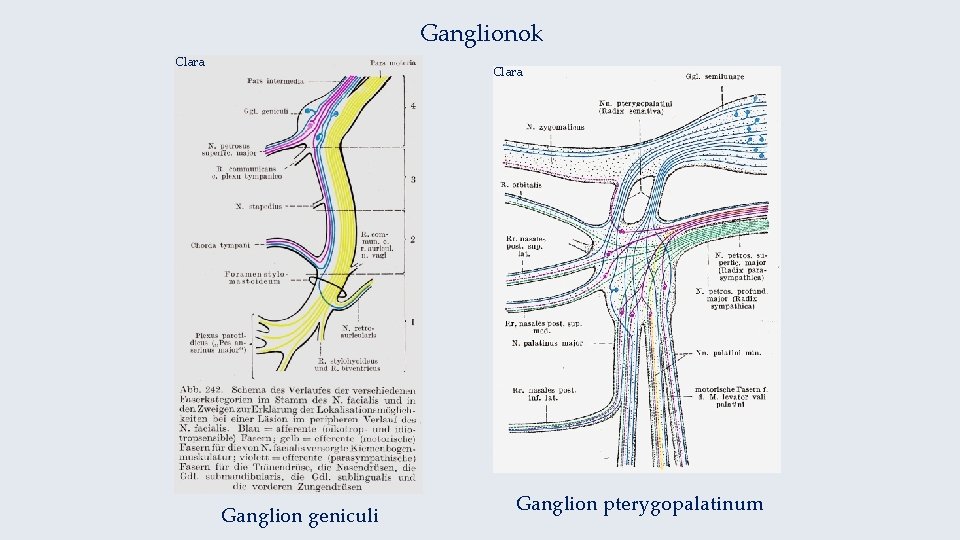 Ganglionok Clara Ganglion geniculi Ganglion pterygopalatinum 