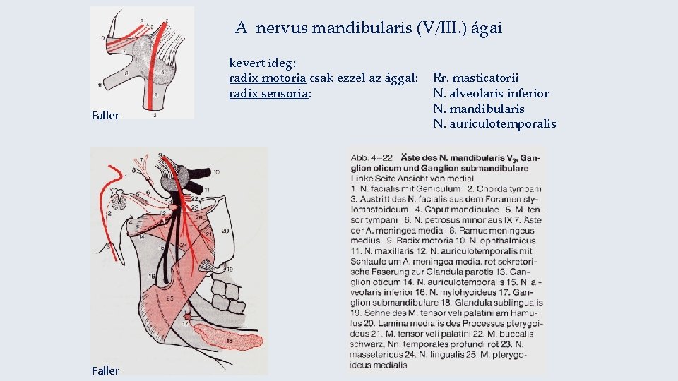 A nervus mandibularis (V/III. ) ágai kevert ideg: radix motoria csak ezzel az ággal: