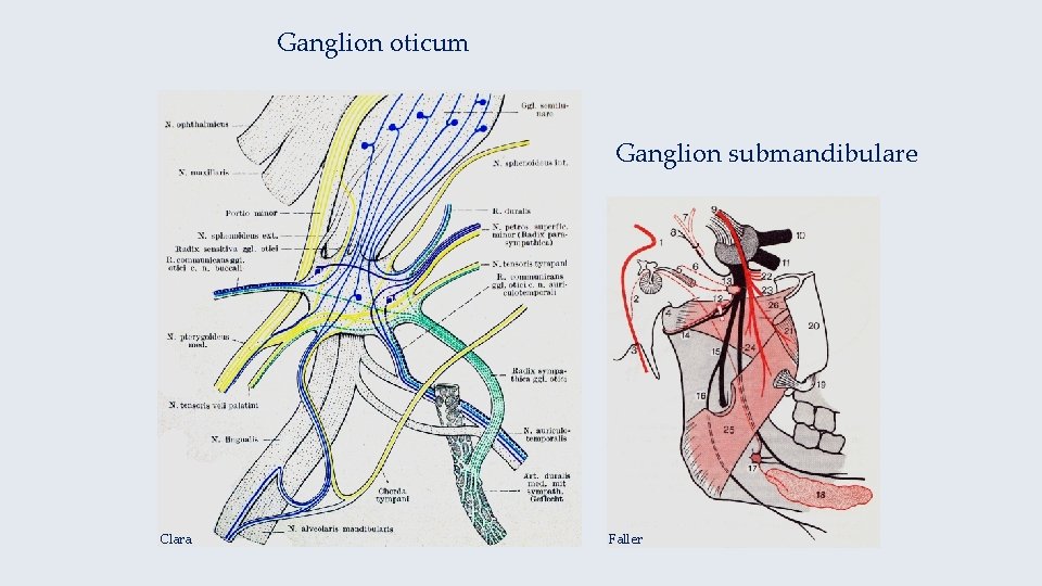 Ganglion oticum Ganglion submandibulare Clara Faller 