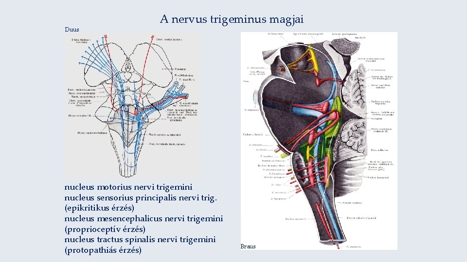 Duus A nervus trigeminus magjai nucleus motorius nervi trigemini nucleus sensorius principalis nervi trig.