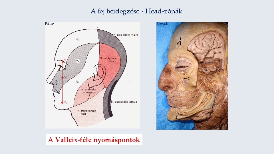 A fej beidegzése - Head-zónák Faller A Valleix-féle nyomáspontok Kovách 