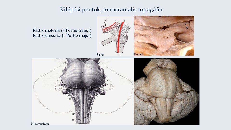 Kilépési pontok, intracranialis topogáfia Radix motoria (= Portio minor) Radix sensoria (= Portio major)