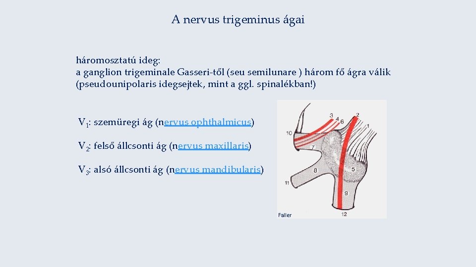 A nervus trigeminus ágai háromosztatú ideg: a ganglion trigeminale Gasseri-től (seu semilunare ) három