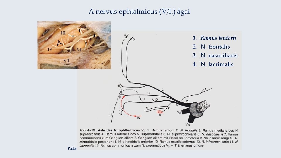 A nervus ophtalmicus (V/I. ) ágai 1. 2. 3. 4. Faller Ramus tentorii N.