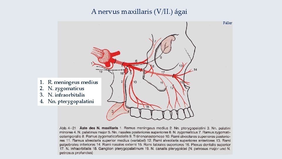 A nervus maxillaris (V/II. ) ágai Faller 1. 2. 3. 4. R. meningeus medius