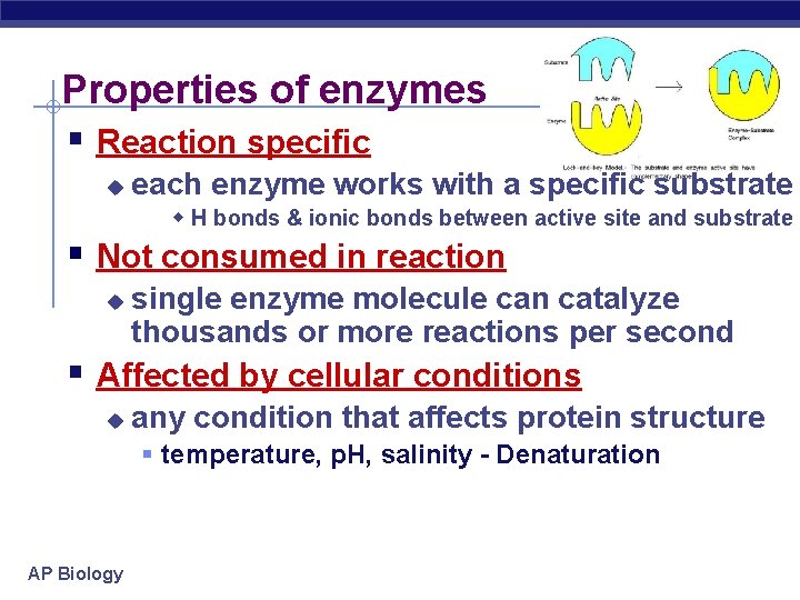 Properties of enzymes § Reaction specific u each enzyme works with a specific substrate