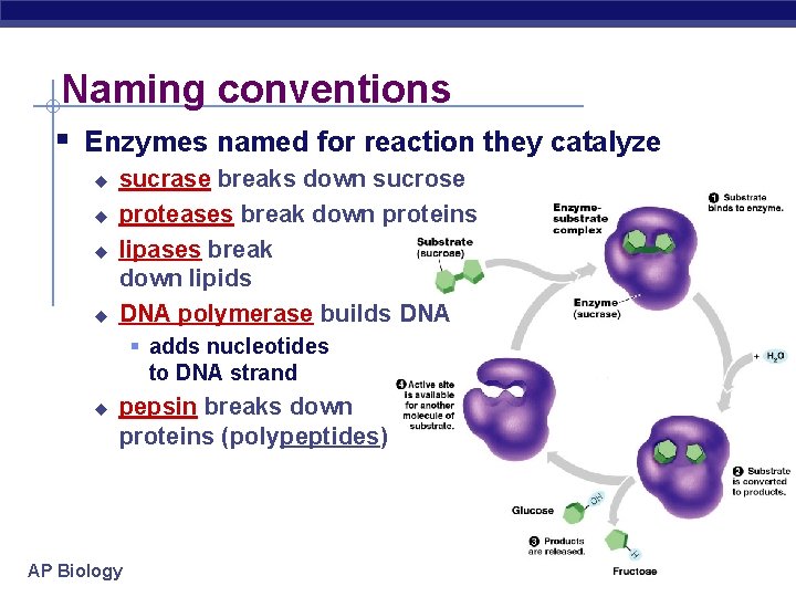 Naming conventions § Enzymes named for reaction they catalyze u u sucrase breaks down