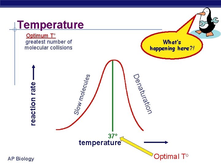 Temperature Optimum T° greatest number of molecular collisions cule n Slow atio mole atur