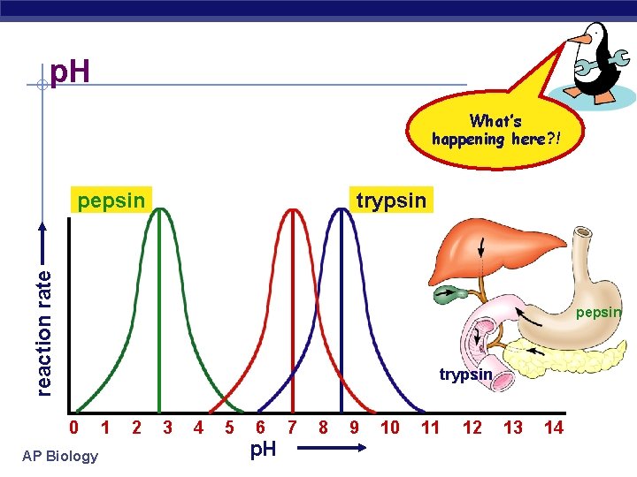 p. H What’s happening here? ! trypsin reaction rate pepsin trypsin 0 AP Biology