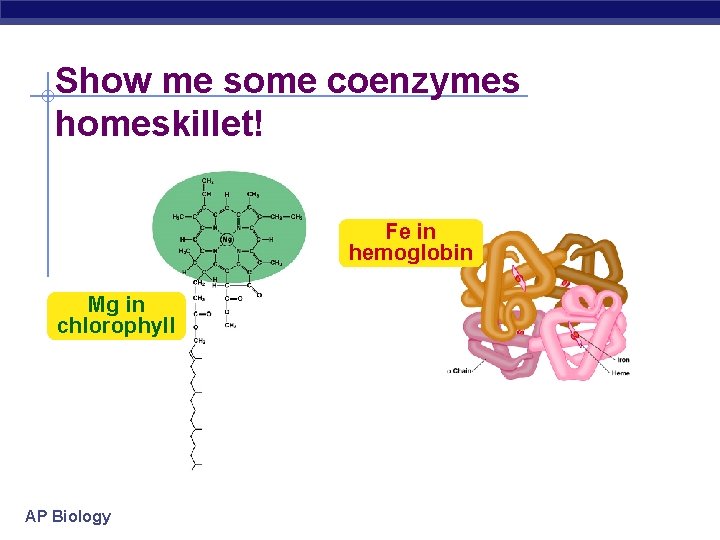 Show me some coenzymes homeskillet! Fe in hemoglobin Mg in chlorophyll AP Biology 