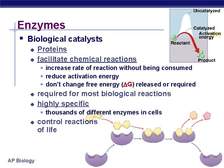 Enzymes § Biological catalysts u u Proteins facilitate chemical reactions § increase rate of