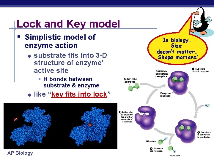 Lock and Key model § Simplistic model of enzyme action u substrate fits into