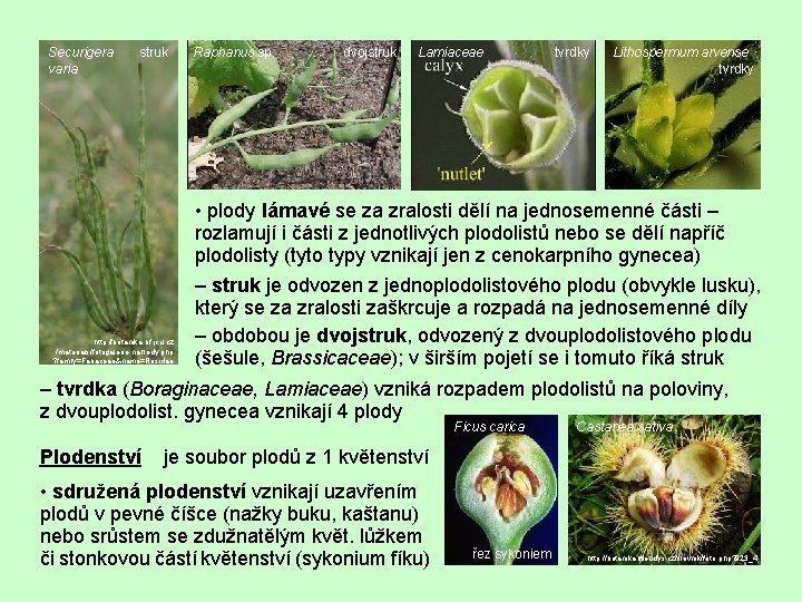 Securigera varia struk Raphanus sp. dvojstruk Lamiaceae tvrdky Lithospermum arvense tvrdky • plody lámavé