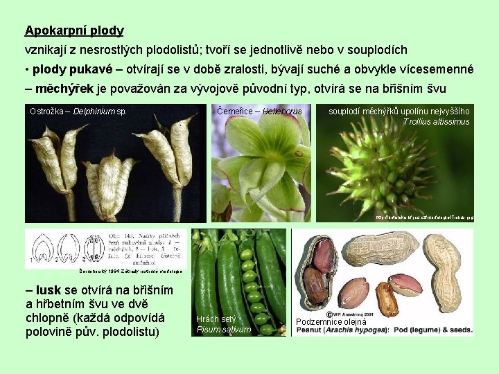 Apokarpní plody vznikají z nesrostlých plodolistů; tvoří se jednotlivě nebo v souplodích • plody