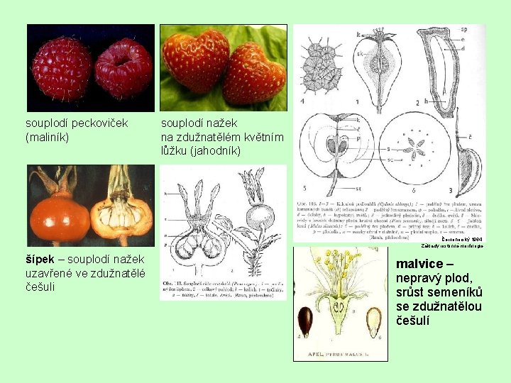 souplodí peckoviček (maliník) souplodí nažek na zdužnatělém květním lůžku (jahodník) Černohorský 1964: Základy rostlinné