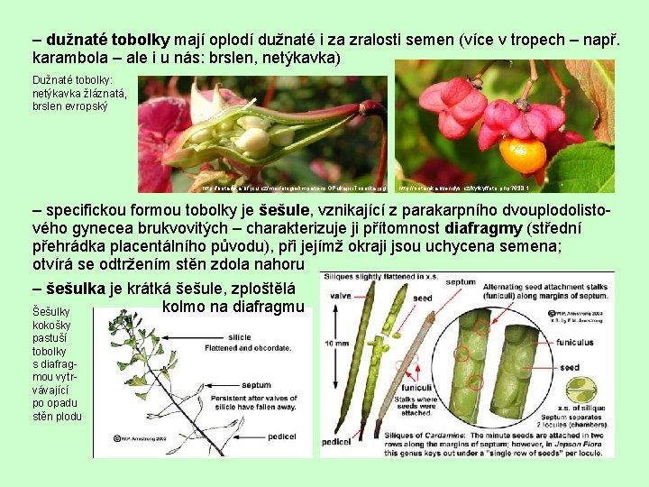 – dužnaté tobolky mají oplodí dužnaté i za zralosti semen (více v tropech –