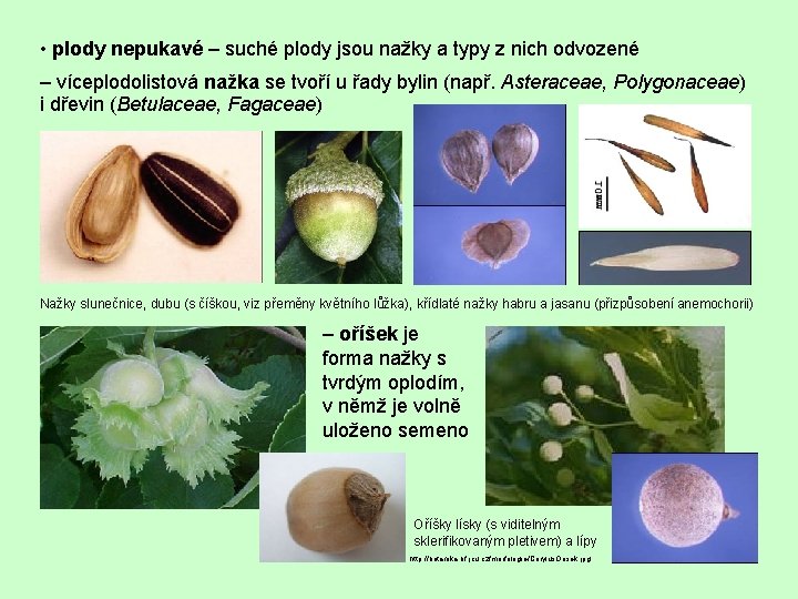  • plody nepukavé – suché plody jsou nažky a typy z nich odvozené