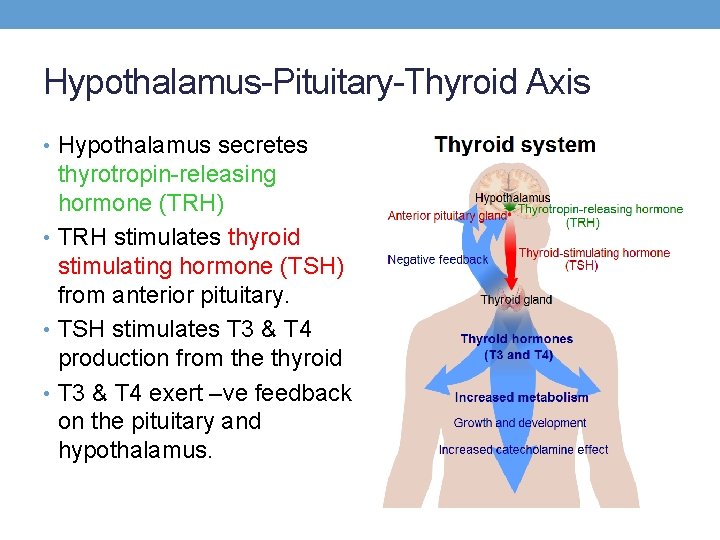 Hypothalamus-Pituitary-Thyroid Axis • Hypothalamus secretes thyrotropin-releasing hormone (TRH) • TRH stimulates thyroid stimulating hormone Hypothalamus-Pituitary-Thyroid Axis • Hypothalamus secretes thyrotropin-releasing hormone (TRH) • TRH stimulates thyroid stimulating hormone