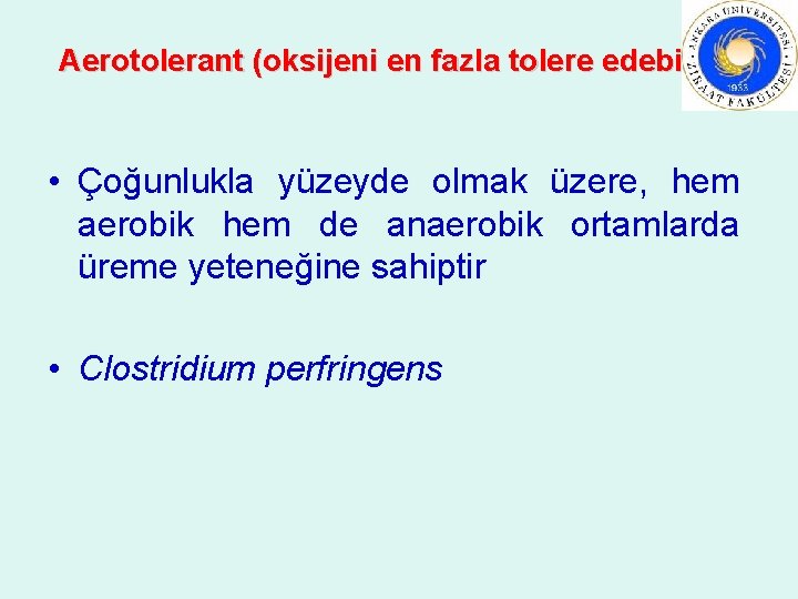 Aerotolerant (oksijeni en fazla tolere edebilen) • Çoğunlukla yüzeyde olmak üzere, hem aerobik hem