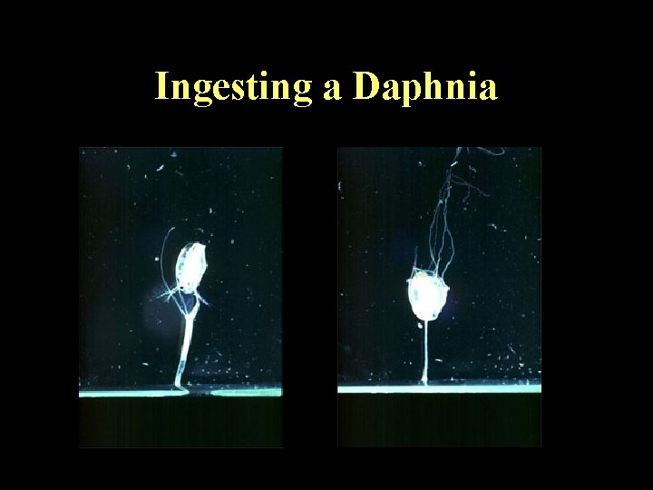 Ingesting a Daphnia 