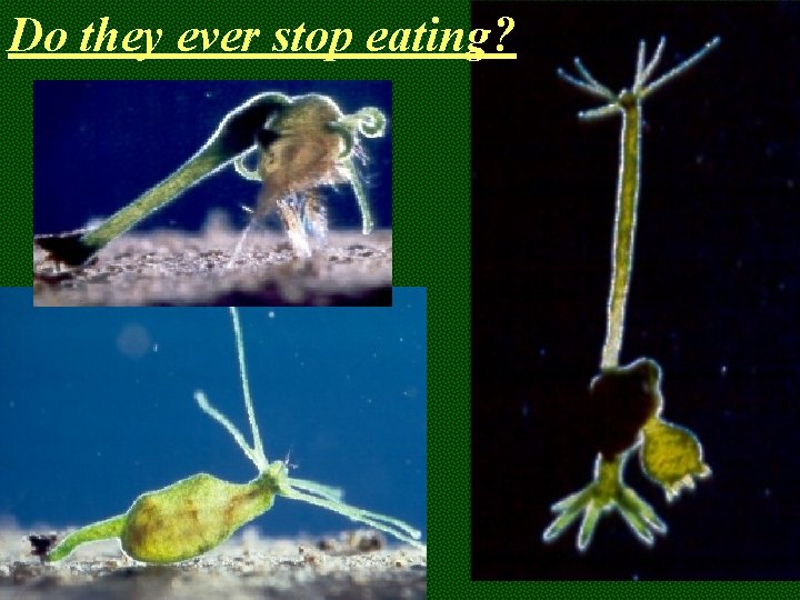 Do they ever stop eating? 