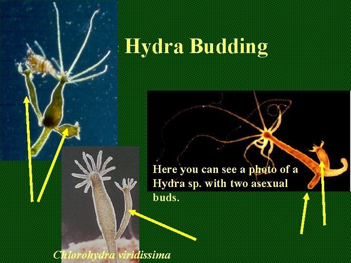 The Hydra Budding Here you can see a photo of a Hydra sp. with