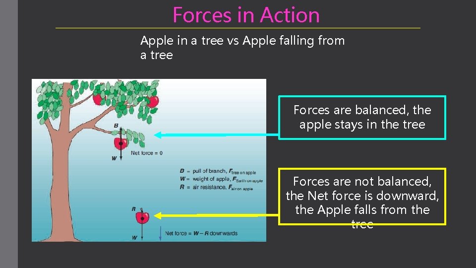 Forces in Action Apple in a tree vs Apple falling from a tree Forces