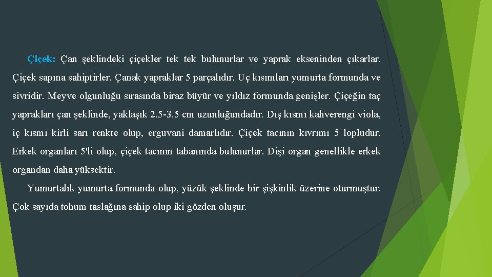 Çiçek: Çan şeklindeki çiçekler tek bulunurlar ve yaprak ekseninden çıkarlar. Çiçek sapına sahiptirler. Çanak