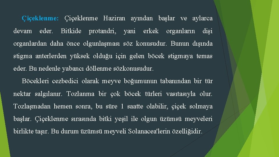 Çiçeklenme: Çiçeklenme Haziran ayından başlar ve aylarca devam eder. Bitkide protandri, yani erkek organların