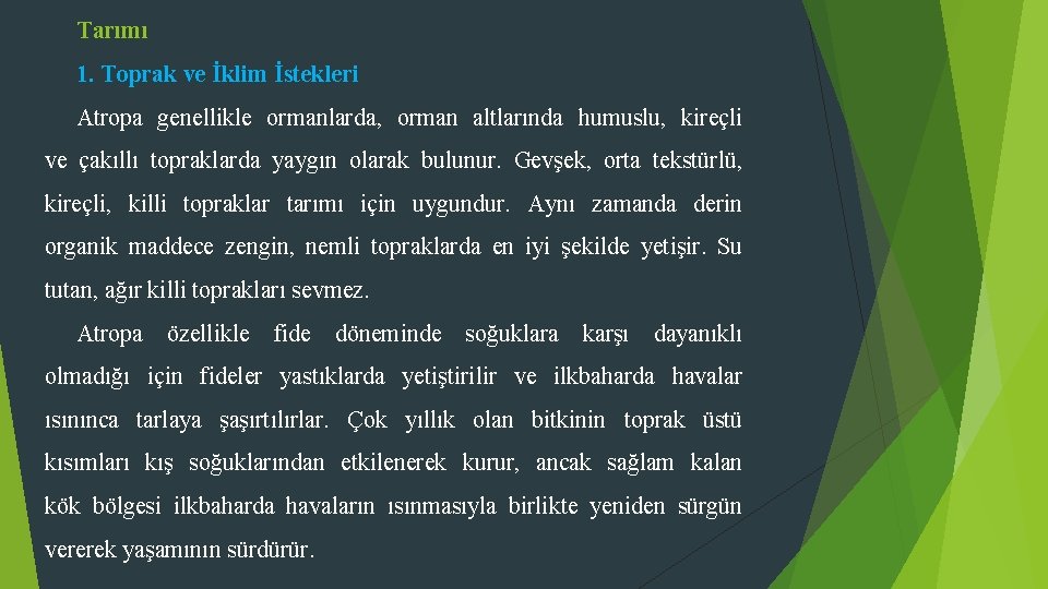 Tarımı 1. Toprak ve İklim İstekleri Atropa genellikle ormanlarda, orman altlarında humuslu, kireçli ve