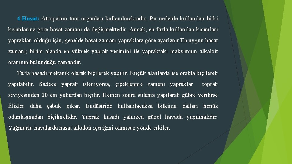 4 -Hasat: Atropa'nın tüm organları kullanılmaktadır. Bu nedenle kullanılan bitki kısımlarına göre hasat zamanı