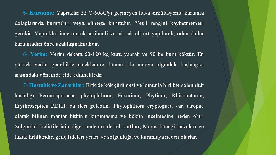 5 - Kurutma: Yapraklar 55 C-60 o. C'yi geçmeyen hava sirkülasyonlu kurutma dolaplarında kurutulur,