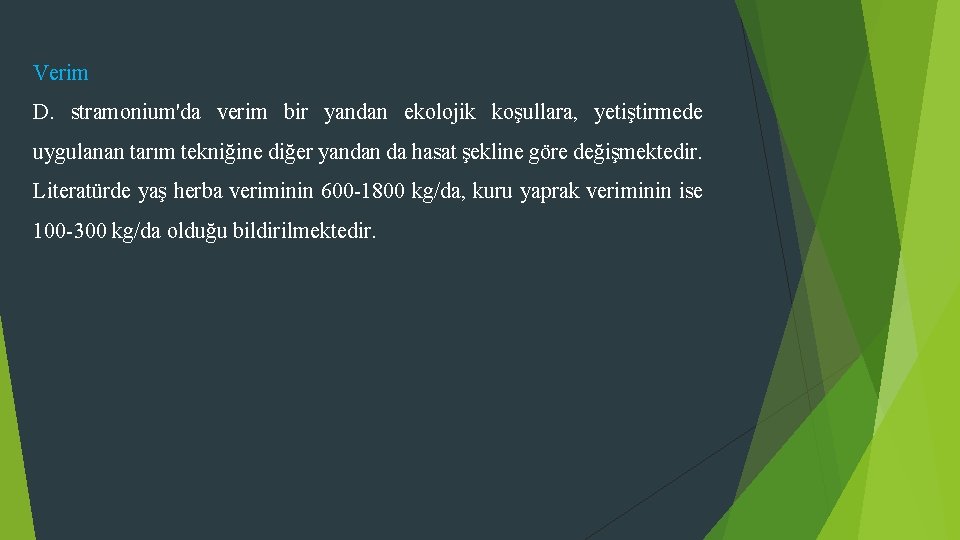 Verim D. stramonium'da verim bir yandan ekolojik koşullara, yetiştirmede uygulanan tarım tekniğine diğer yandan