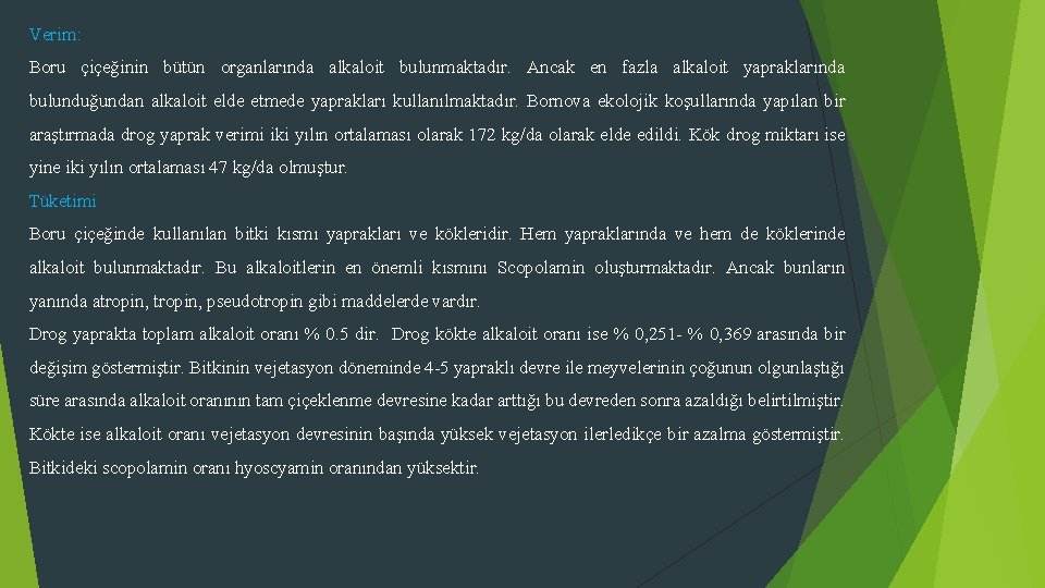 Verim: Boru çiçeğinin bütün organlarında alkaloit bulunmaktadır. Ancak en fazla alkaloit yapraklarında bulunduğundan alkaloit