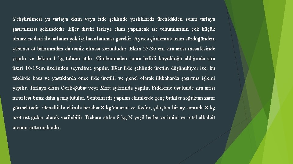 Yetiştirilmesi ya tarlaya ekim veya fide şeklinde yastıklarda üretildikten sonra tarlaya şaşırtılması şeklindedir. Eğer