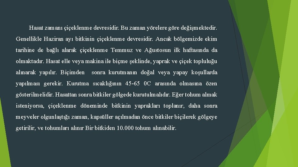 Hasat zamanı çiçeklenme devresidir. Bu zaman yörelere göre değişmektedir. Genellikle Haziran ayı bitkinin çiçeklenme