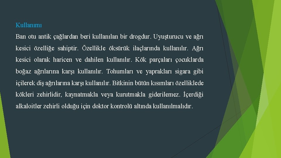 Kullanımı Ban otu antik çağlardan beri kullanılan bir drogdur. Uyuşturucu ve ağrı kesici özelliğe