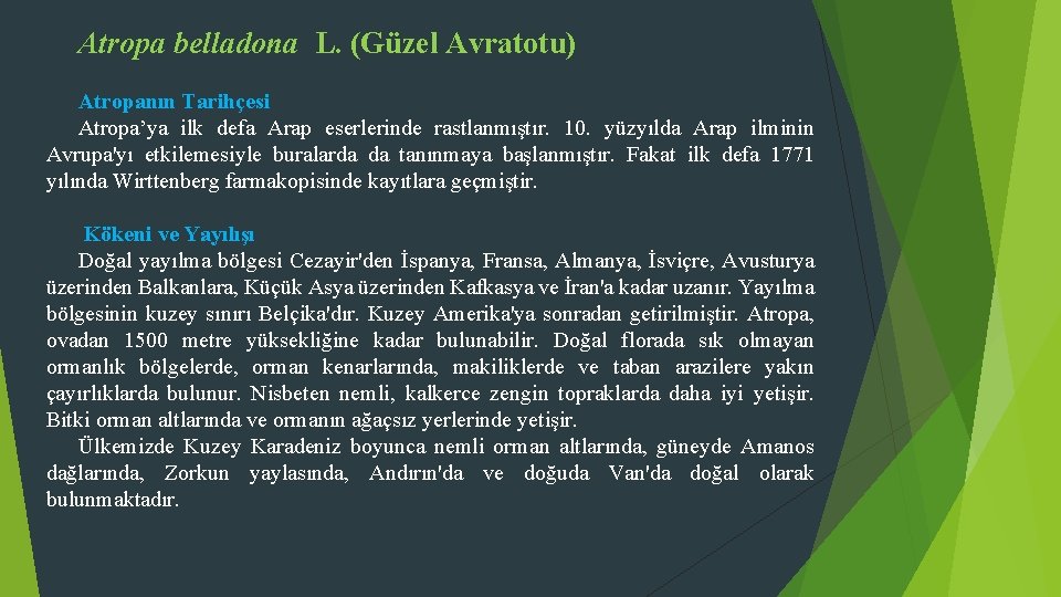 Atropa belladona L. (Güzel Avratotu) Atropanın Tarihçesi Atropa’ya ilk defa Arap eserlerinde rastlanmıştır. 10.