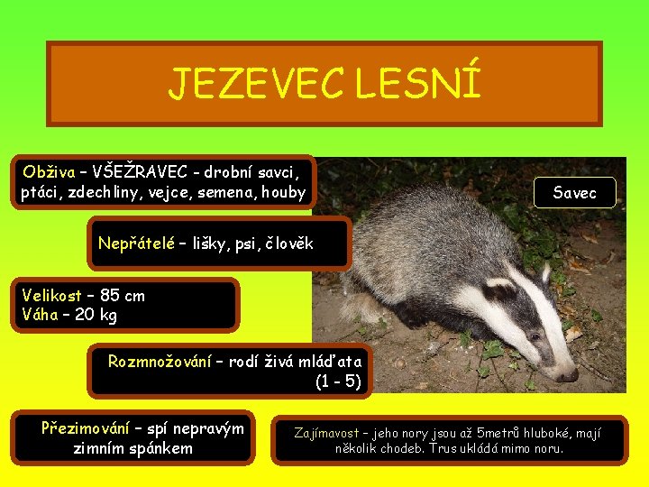 JEZEVEC LESNÍ Obživa – VŠEŽRAVEC - drobní savci, ptáci, zdechliny, vejce, semena, houby Savec