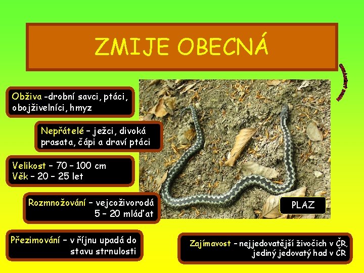 ZMIJE OBECNÁ Obživa -drobní savci, ptáci, obojživelníci, hmyz Nepřátelé – ježci, divoká prasata, čápi